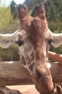 If a giraffe at Cheyenne Mountain Zoo can scale a mountain why not you?!
